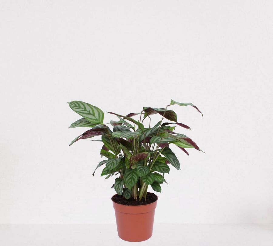 Easy-IndoorPlants Calathea Compactstar – luchtzuiverende kamerplant – pauwenplant – living plant ↕55-70cm Ø17 – in kwekerspot – vers uit de kwekerij