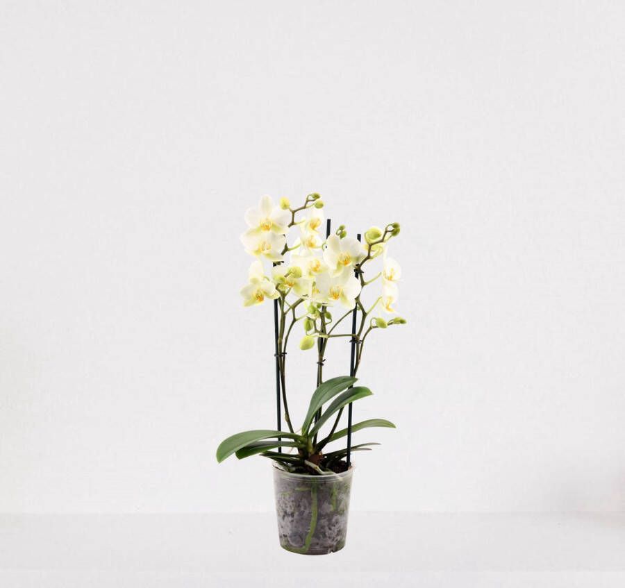 Easy-IndoorPlants Phalaenopsis Multiflora wit – bloeiende witte Orchidee – kamerplant ↕40-55cm Ø12 – in kwekerspot – vers uit de kwekerij