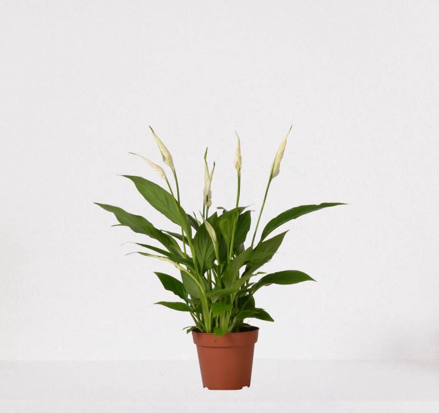 Easy-IndoorPlants Spathiphyllum – witte kamerplant – luchtzuiverende lepelplant ↕35-50cm Ø12 – in kwekerspot – vers uit de kwekerij