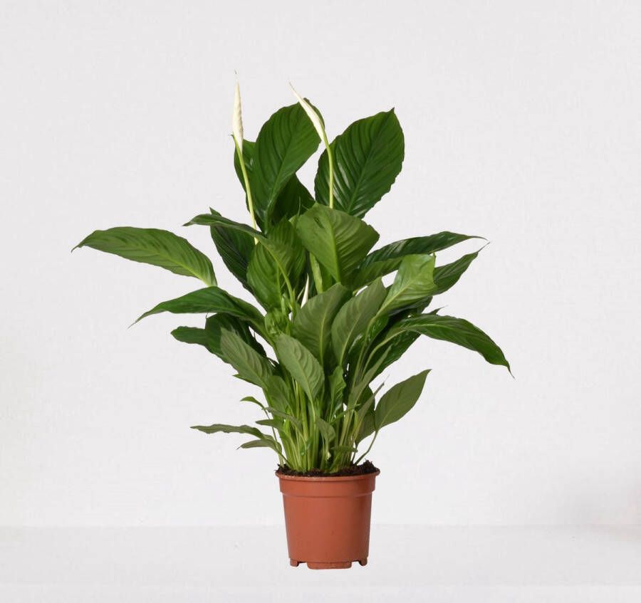 Easy-IndoorPlants Spathiphyllum – witte kamerplant – luchtzuiverende lepelplant ↕60-75cm Ø17 – in kwekerspot – vers uit de kwekerij