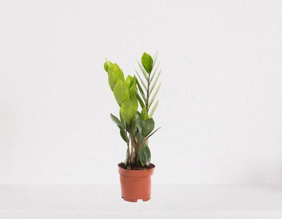 Easy-IndoorPlants Zamioculcas – luchtzuiverende kamerplant – eenvoudig te onderhouden emerald palm 30-40cm Ø12 – in kwekerspot – vers uit de kwekerij