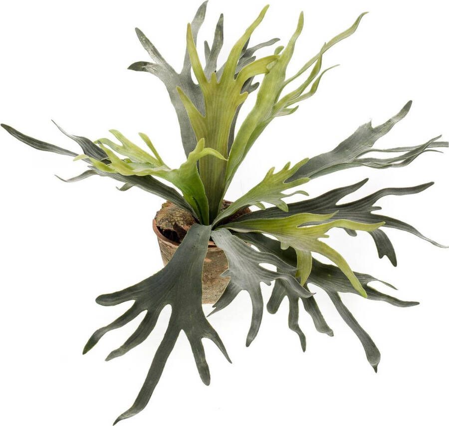 Fleurdirect Kunstplant STAGHORN Polyester Groen 0 x 75 x 0 cm (BxHxD)