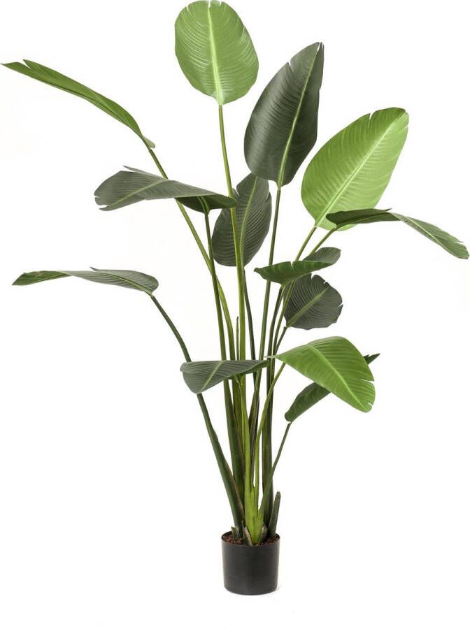 Easyplants Kunstplant Strelitzia 190 Cm Schitterende Brede Bladeren Brede Kamerplant - Foto 2