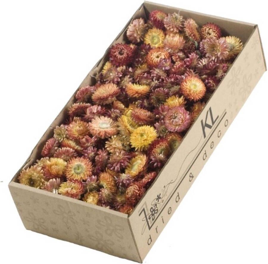 EcolinQ Dried Flowers Helichrysum heads 100gr naturel Salmon (1 Box)
