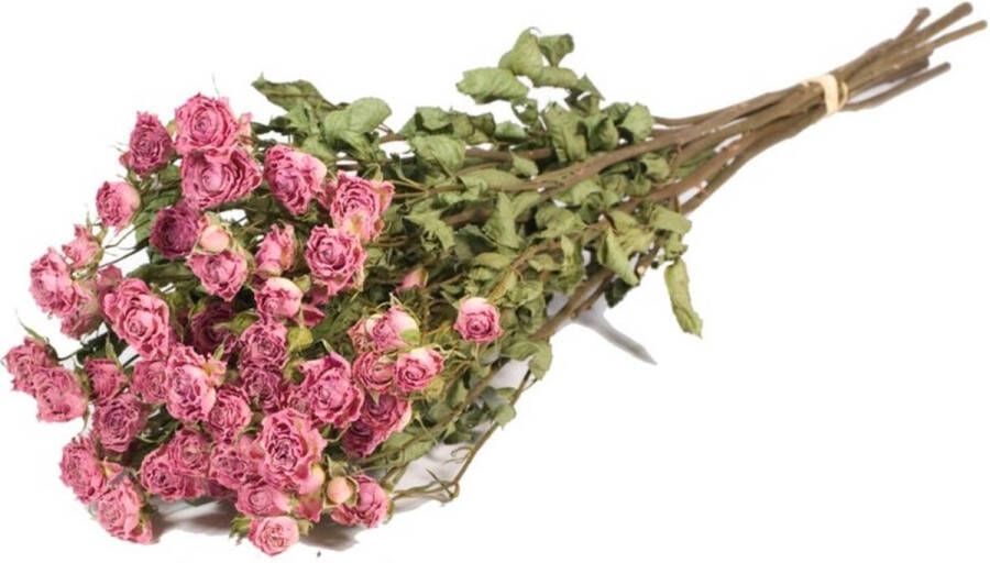 EcolinQ Dried Flowers Roses spray natural light pink (1 Bundle)