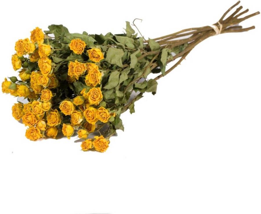EcolinQ Dried Flowers Roses spray natural yellow (1 Bundle)