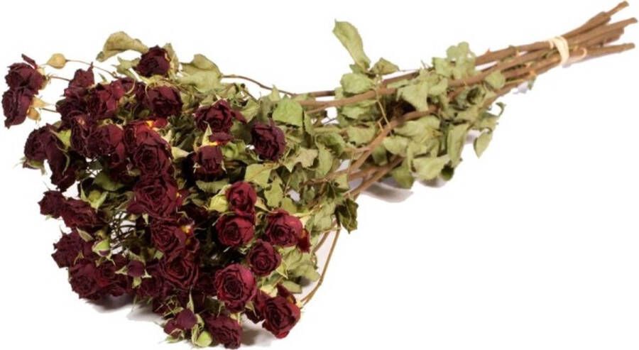 EcolinQ Droogbloemen rozen vertakt natuurlijk dk rood 1 bundel
