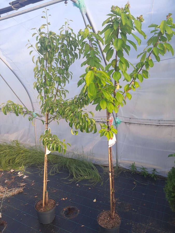 Merkloos 20x halfstam fruitbomen- Abrikoos-Nectarine- Perzik- Peer-Pruim-Appel- Amandel- Kers-20 planten-200 cm hoog
