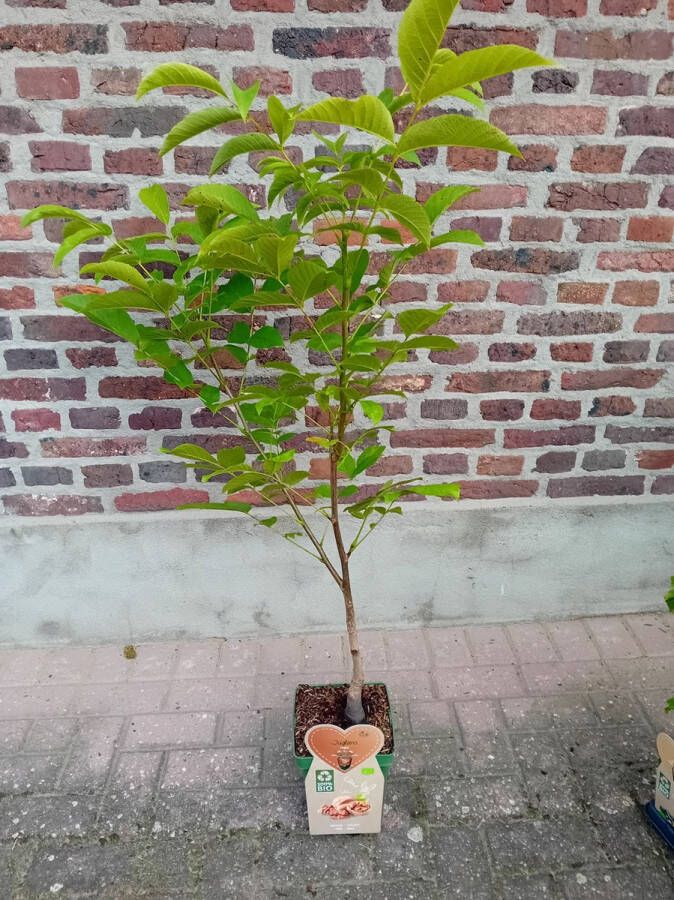Eigenfruit.nl Biologische Walnotenboom- Fruitboom- 120 cm hoog- Potgekweekt- professioneel telersras
