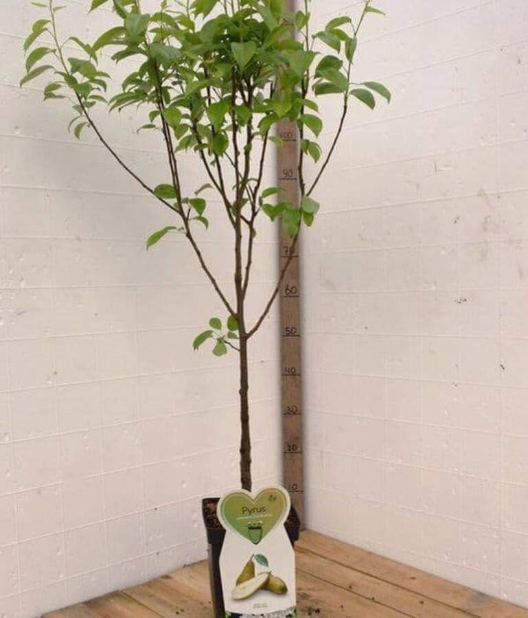 Eigenfruit.nl Conference Perenboom -Fruitboom- 120 cm hoog- Laagstam- Potgekweekt- professioneel telersras