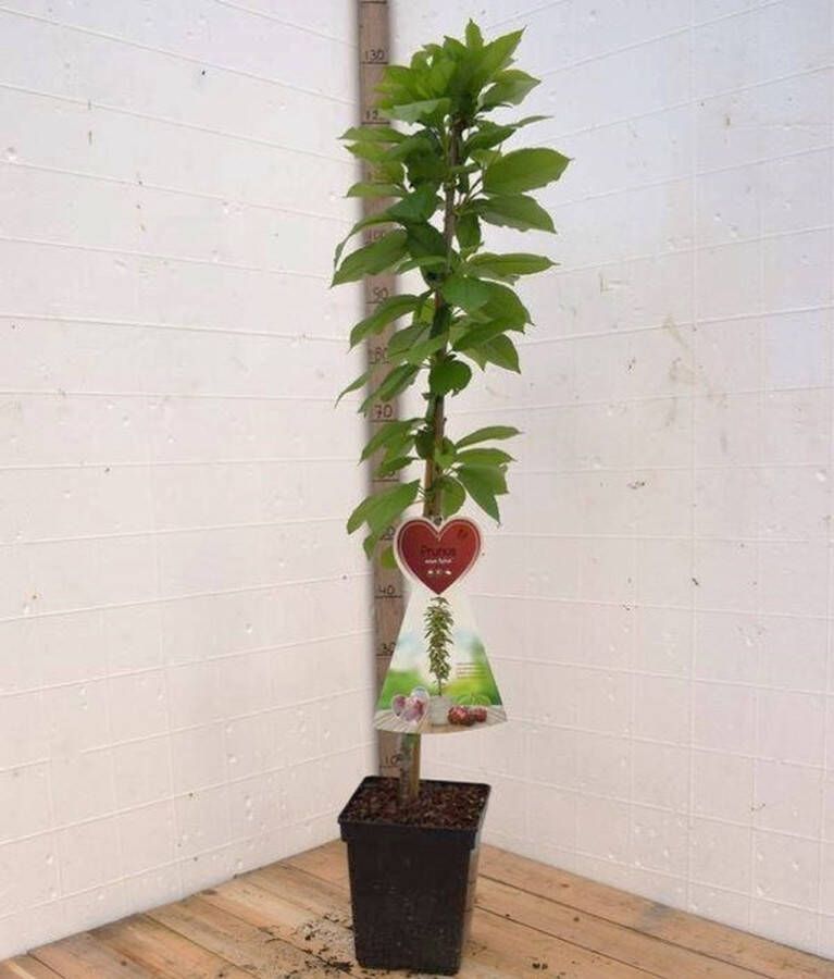 Merkloos Sylvia -Kersen zuilboom -Zeer compact- Fruitboom- 120 cm hoog- Potgekweekt