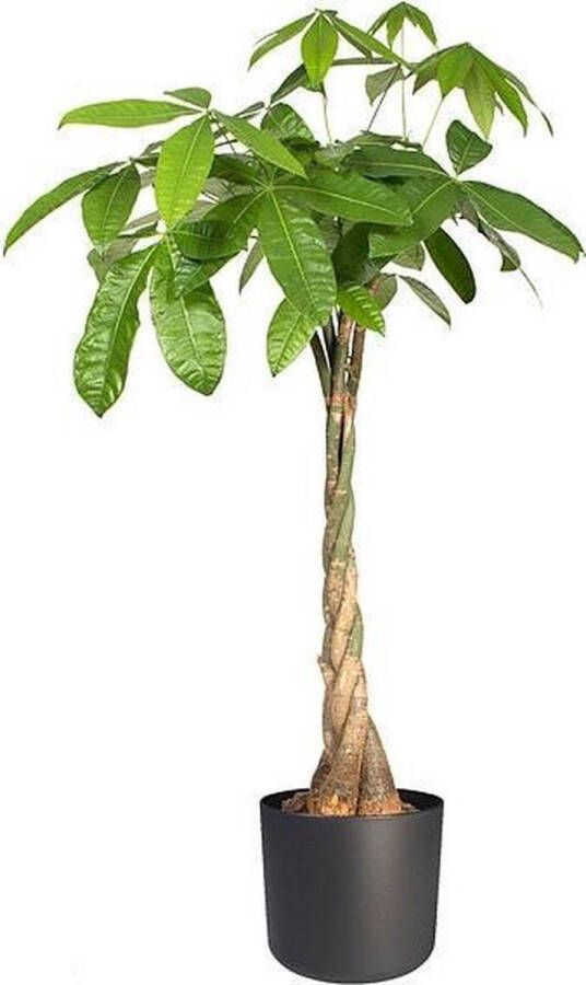 Elho B.for Soft Rond 14 Bloempot voor Binnen Ø 13.8 x H 12.5 cm Zwart Antraciet