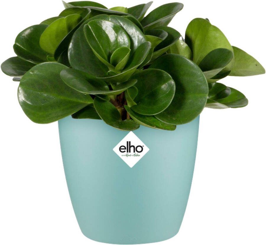 Elho Brussels Rond Mini 7 Bloempot voor Binnen Ø 6.7 x H 6.0 cm Mint