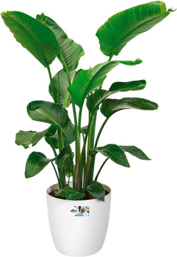 Elho Brussels Rond Wielen 35 Grote Bloempot voor Binnen 100% Gerecycled Plastic Ø 35.0 x H 33.0 cm Wit Wit