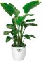 Elho Brussels Rond Wielen 35 Grote Bloempot voor Binnen 100% Gerecycled Plastic Ø 35.0 x H 33.0 cm Wit Wit - Thumbnail 1