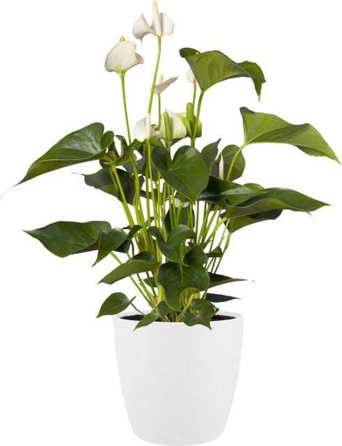 Elho Brussels Rond Wielen 40 Grote Bloempot voor Binnen 100% Gerecycled Plastic Ø 39.0 x H 36.5 cm Wit Wit