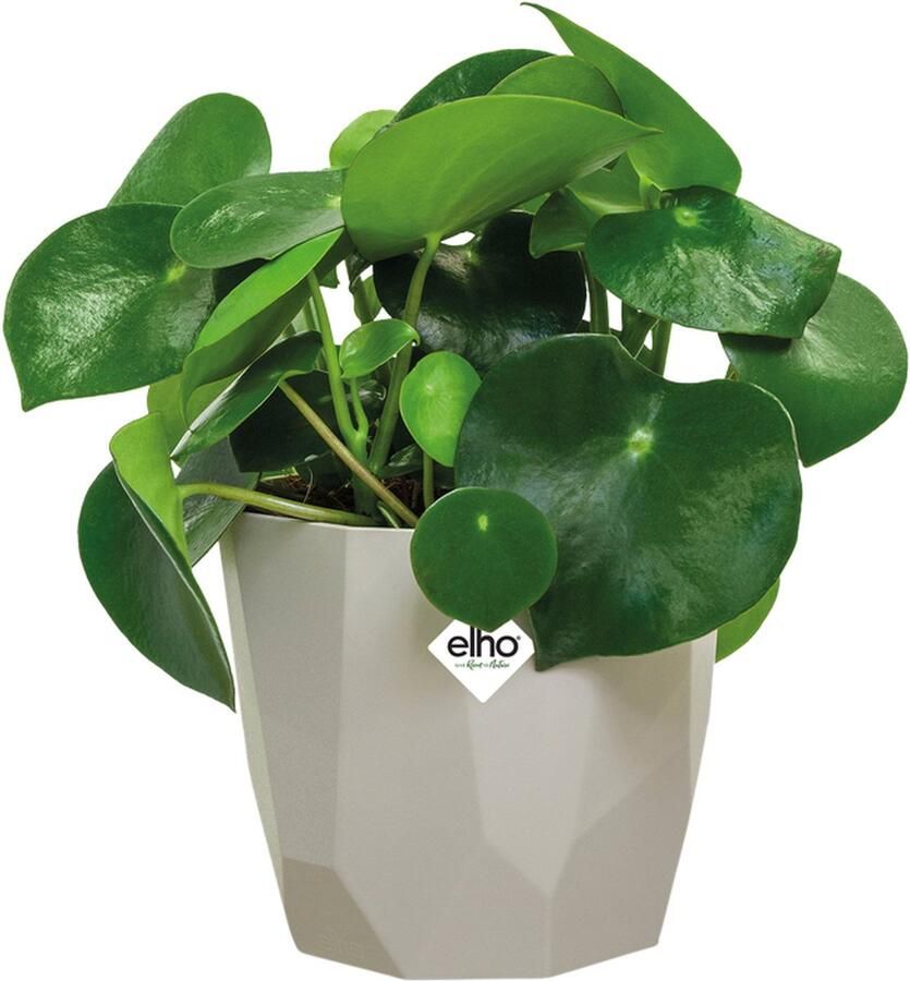 Elho B.for Rock 16 Bloempot voor Binnen Ø 17.0 x H 14.7 cm Warm Grijs