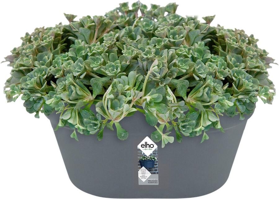 Elho Loft Urban Wandbak 40 Plantenbak voor Balkon Buiten Ø 39.3 x H 18.8 cm Antraciet