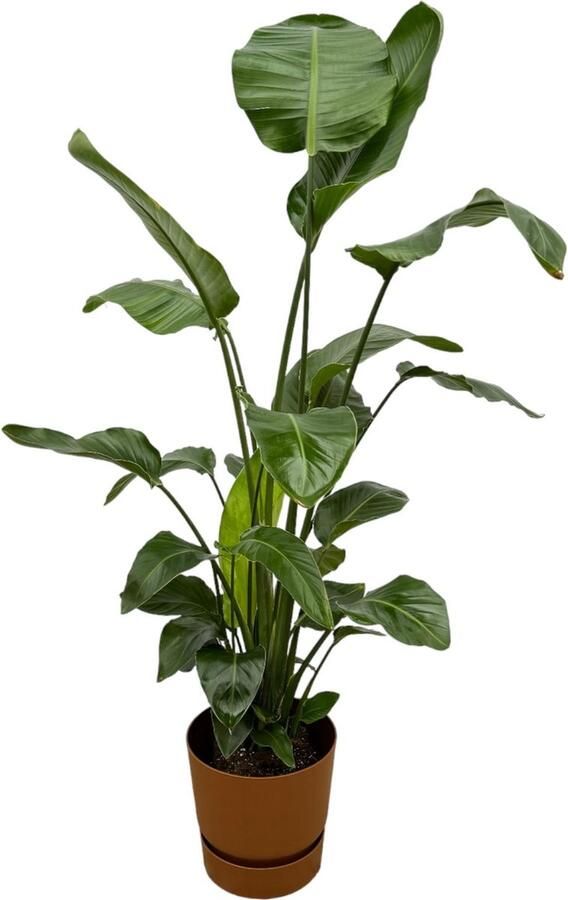 Elho Strelitzia Nicolai + Greenville Round Bruin