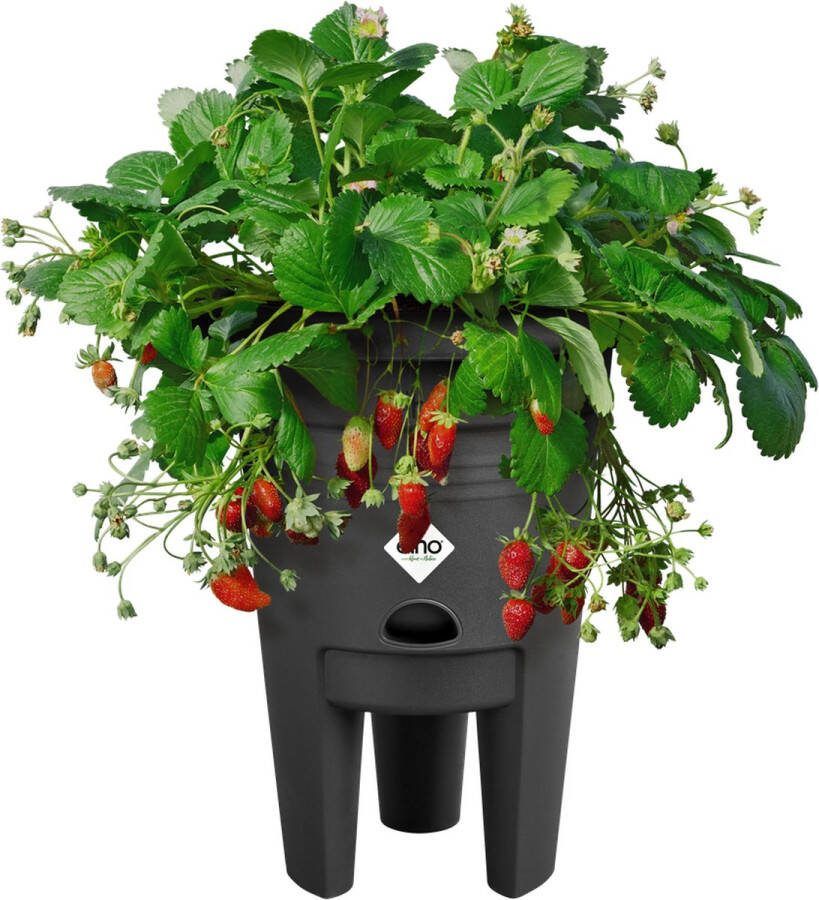 Elho green basics aardbeien pot plantenpot voor moestuinieren Aardbeien Kweken en Oogsten 33cm Living Black