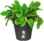 Elho Green Basics Orchidee 13 Bloempot voor Binnenbuitenkweken En Oogsten Ø 13.1 x H 12.0 cm Zwart Living Black - Thumbnail 1