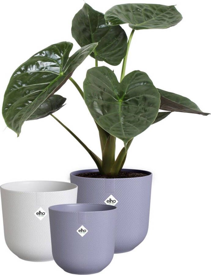 Elho Jazz Rond Bloempotten voor Binnen 100% Gerecycled Plastic Set van 3 Ø 14 16 19 cm Lavendel Lila