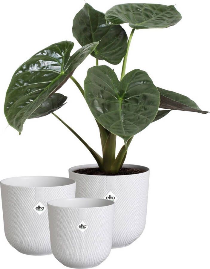 Elho Jazz Rond Bloempotten voor Binnen 100% Gerecycled Plastic Set van 3 Ø 14 16 19 cm Zijdewit