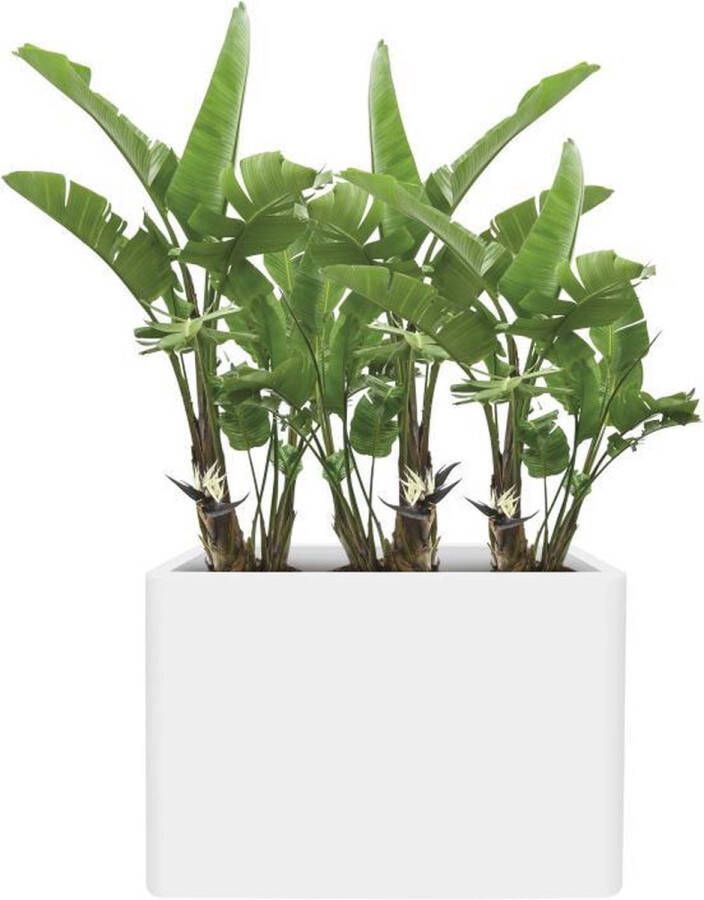 Elho Pure Soft Brick Divider Wielen 80 Groot Plantenbak Wit Binnen & Buiten L 79 0 x B 39 5 x H 65 0 cm