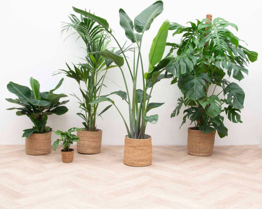 Elho Strelitzia Nicolai + Greenville Round Wit