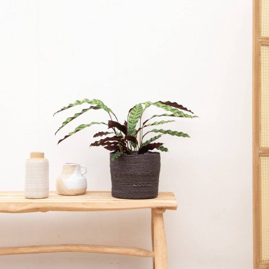 Elho Strelitzia Nicolai + Vibes Fold Round Blauw