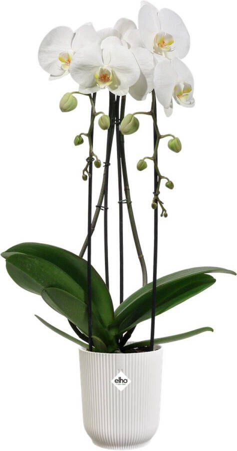 Elho vibes fold orchidee hoog Bloempot voor Binnen 12 5cm