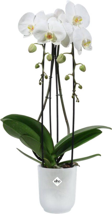Elho vibes fold orchidee hoog Bloempot voor Binnen 12 5cm