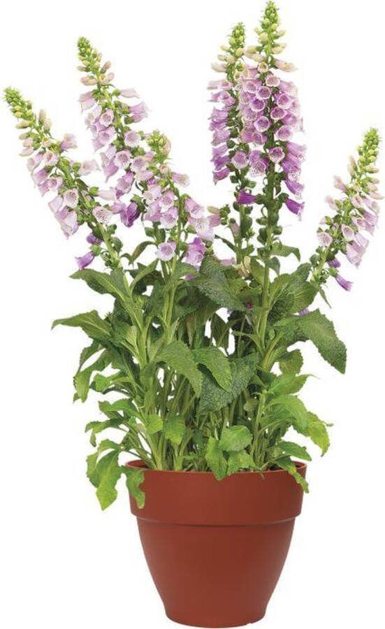 Elho Vibia Campana Rond 40 Bloempot Brique Buiten Ø 40 x H 33.4 cm