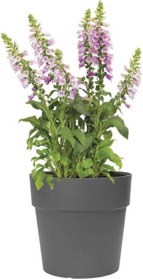 Elho Vibia Straight Rond 25 Bloempot voor Buiten Ø 24.3 x H 23.2 cm Zwart Antraciet