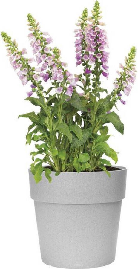 Elho Vibia Straight Rond 25 Bloempot voor Buiten Ø 24.3 x H 23.2 cm Grijs Living Concrete