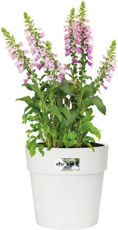 Elho Vibia Straight Rond 25 Bloempot voor Buiten Ø 24.3 x H 23.2 cm Wit Wit