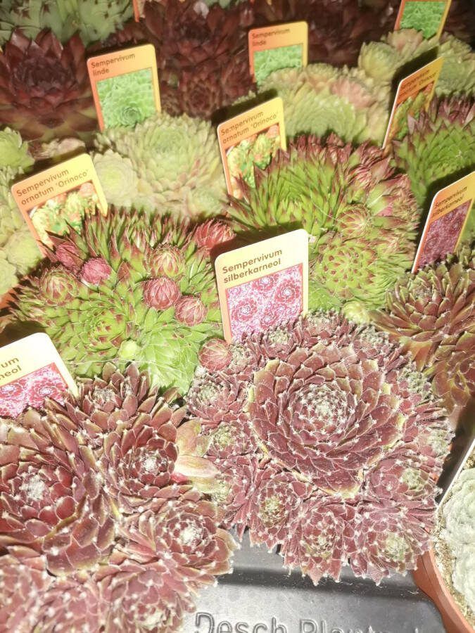 Elilu Sempervivum Mix 4 Vetplanten succulenten Rotsplant