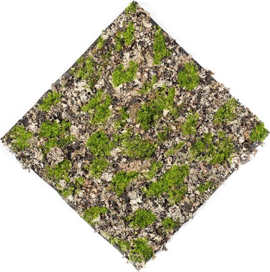 Emerald Dry moss kunstmos decoratie mat nep mos wandpaneel 50 x 50 cm Groen Bruin Grijs