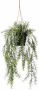 Woonexpress Hangplant Asparagus Groen Polyester Groen 50x0x0cm (hxbxd) - Thumbnail 1