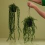 Merkloos Groene Ficus Pumila kunstplant 60 cm in hangende pot Kunstplanten nepplanten - Thumbnail 1