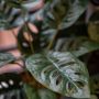 Emerald -Kunstplant-in-pot-Monkey-monstera-struik-43-cm - Thumbnail 2