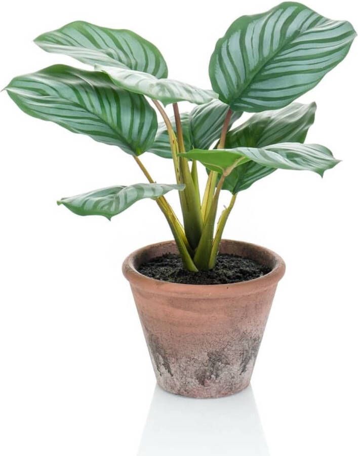 Emerald -Kunstplant-in-pot-Terra-calathea-orbifolia-32-cm