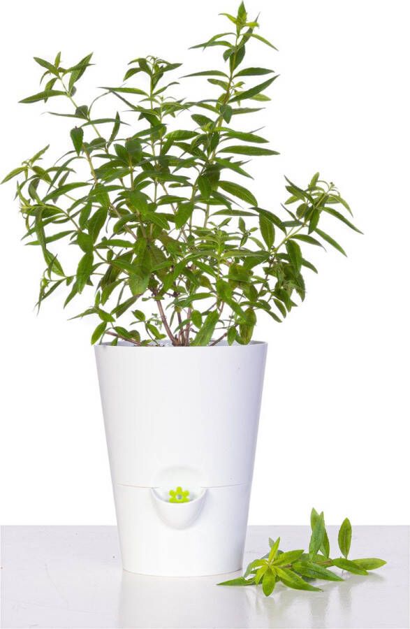 Emsa Fresh Herbs 514245 kruidenpot voor verse kruiden zelfverzorgende watervoorziening vulstand-indicator
