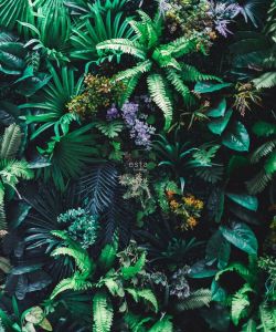 Esta Home ESTAhome fotobehang tropische planten groen 158900 2 325 x 2 79 m