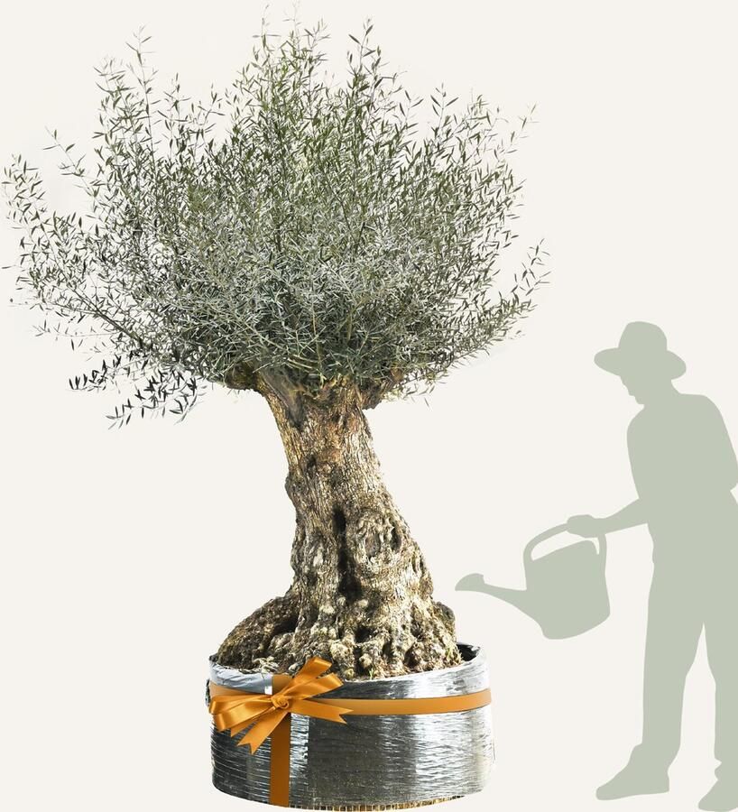 Evergreens Olijfboom Olea europaea 'Bonsai' 120 140 Olea Europea Olijfboom op stam in net Winterhard Groenblijvend Olijven Voeding