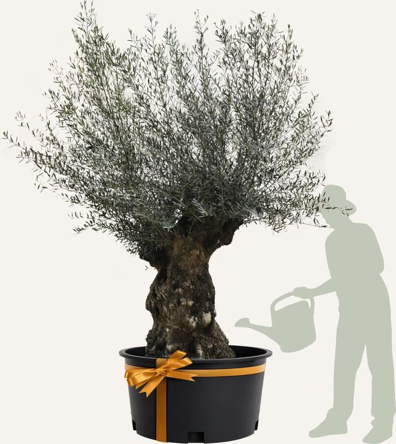 Evergreens Olijfboom Olea europaea 'Bonsai' 160 180 Olea Europea Olijfboom op stam in pot Winterhard Groenblijvend Olijven Voeding
