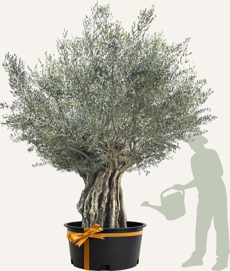 Evergreens Olijfboom Olea europaea 'Bonsai' 180 200 Olea Europea Olijfboom op stam in pot Winterhard Groenblijvend Olijven Voeding