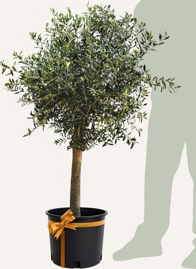 Evergreens Olijfboom Olea europaea 'Bonsai' 20 30 Olea Europea Olijfboom op stam in pot Winterhard Groenblijvend Olijven Voeding
