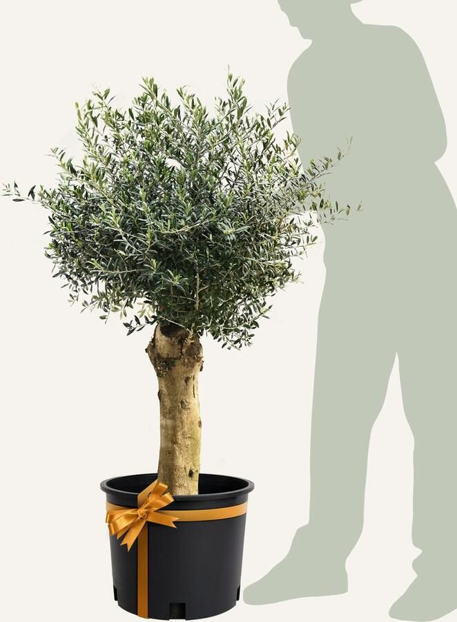 Evergreens Olijfboom Olea europaea 'Bonsai' 40 50 Olea Europea Olijfboom op stam in pot Winterhard Groenblijvend Olijven Voeding