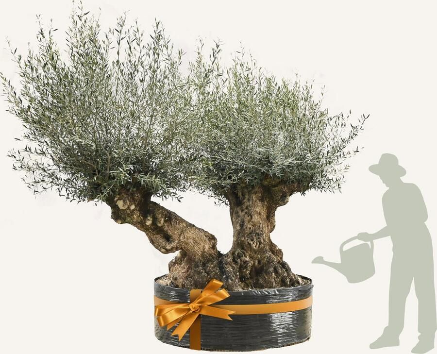 Evergreens Olijfboom Olea europaea 'Bonsai Dubbele stam' Bonsai 160 180 Olea Europea Olijfboom op stam in net Winterhard Groenblijvend Olijven Voeding